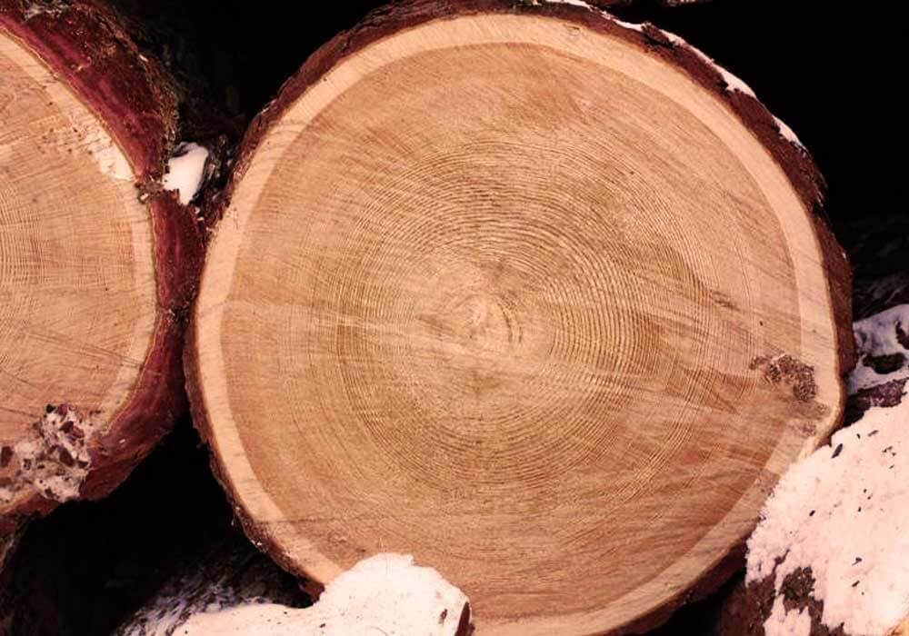 древесина лиственницы