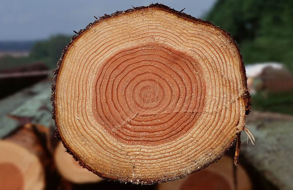 древесина сосны